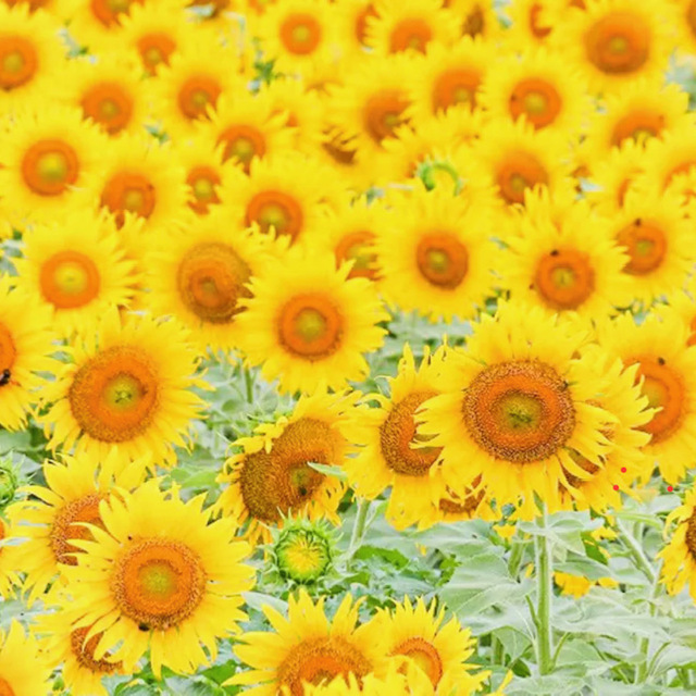 夏季休業のお知らせ